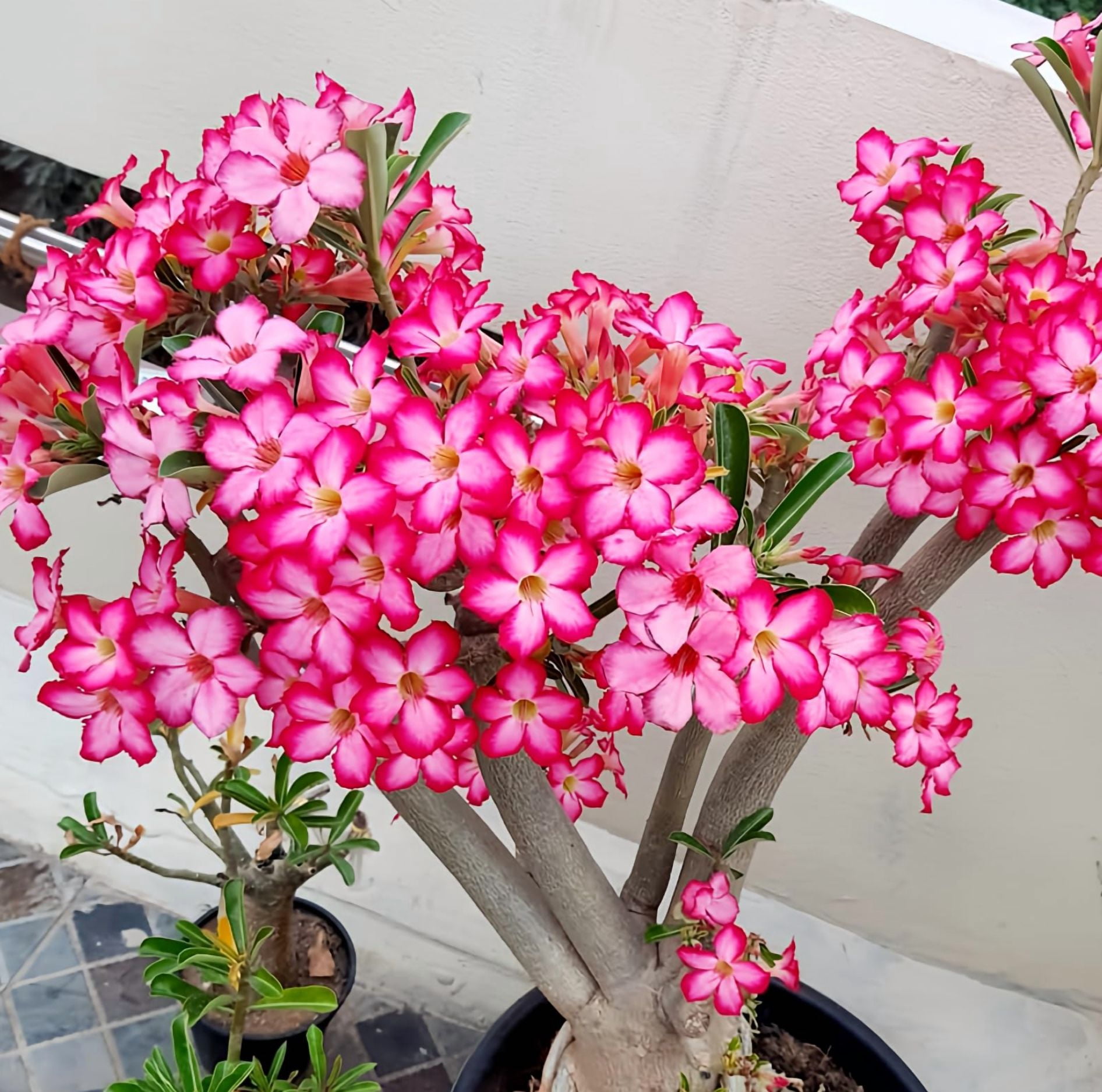 Pink Desert Rose Live Plant, Blooming Adenium Succulent for Indoor Outdoor Growing, 4–6 Inch Tall