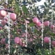 thumbnail image 3 of Repelente de pájaros, viento, espiral reflectante, repelente de pájaros, repelente de pájaros, decoración para balcón, jardín, juego de 12, 3 of 5