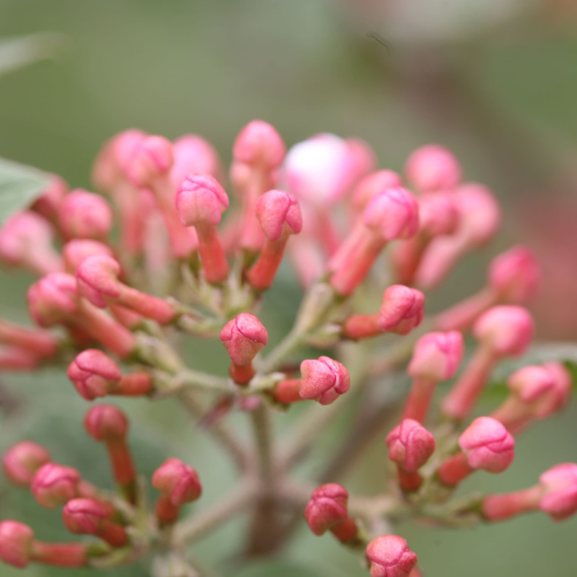 Proven Winners ColorChoice 5" Red Spice Girl Koreanspice Viburnum Live Plant in 4.5" Pot (4 Count)