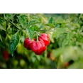thumbnail image 2 of 40 Seeds Red JAMAICAN HOT PEPPER Capsicum Annuum Scotch Bonnet Vegetable Seeds, 2 of 9
