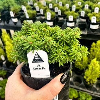 Nana Lutea Golden Dwarf Hinoki Cypress- Live Bonsai Starter Plant - 4"  Growers Pot - Walmart.com