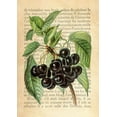 thumbnail image 2 of Dellal, Remy 14x18 White Modern Wood Framed Museum Art Print Titled - Cherries- After J. Wright, 2 of 4