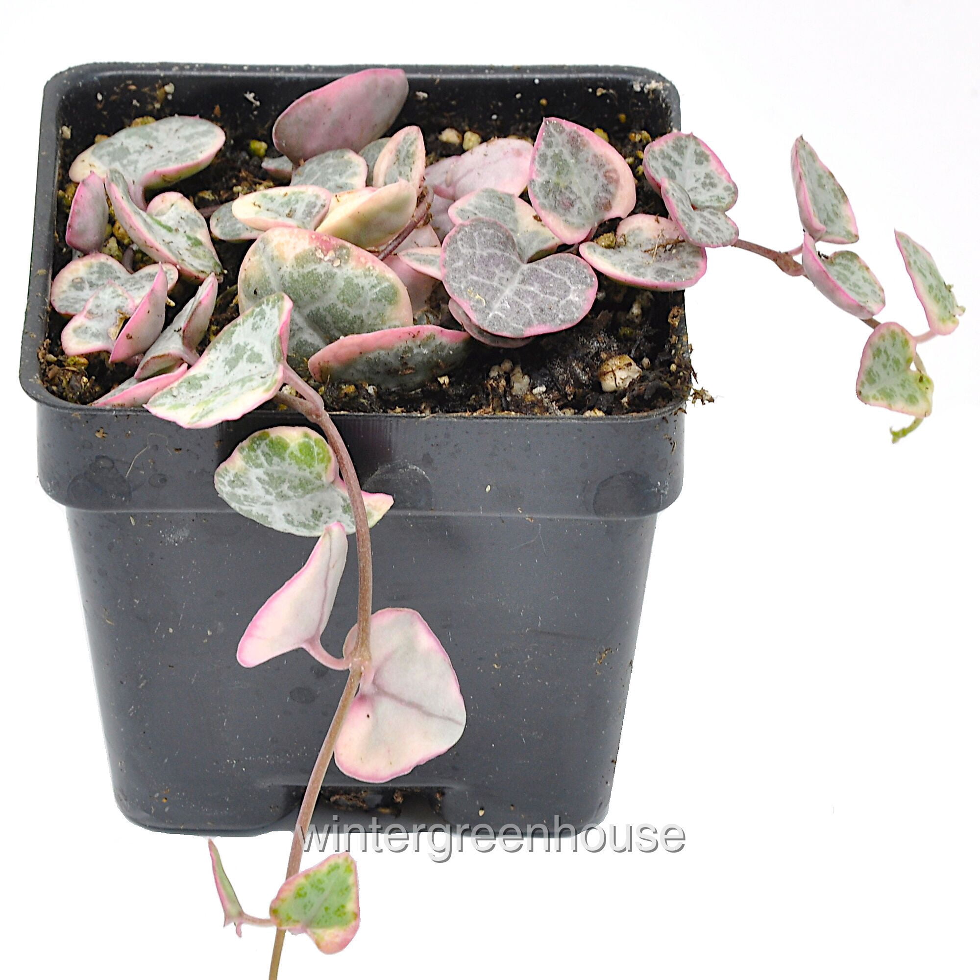 Variegated String of Hearts 6