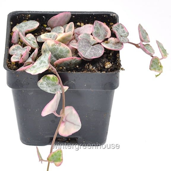 Ceropegia Woodii X, String Of Hearts Variegated - Pot Size: 3" (2.6x2.6") - House Plants, Succulents
