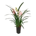 thumbnail image 1 of Orquídea premium en maceta por pieza, 1 of 4
