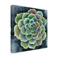 thumbnail image 2 of Trademark Fine Art 'Succulent Rosette II' Canvas Art by Chariklia Zarris, 2 of 4