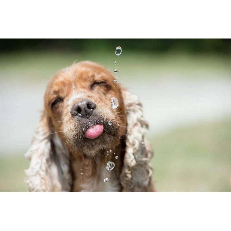 Zen pet shop fountain