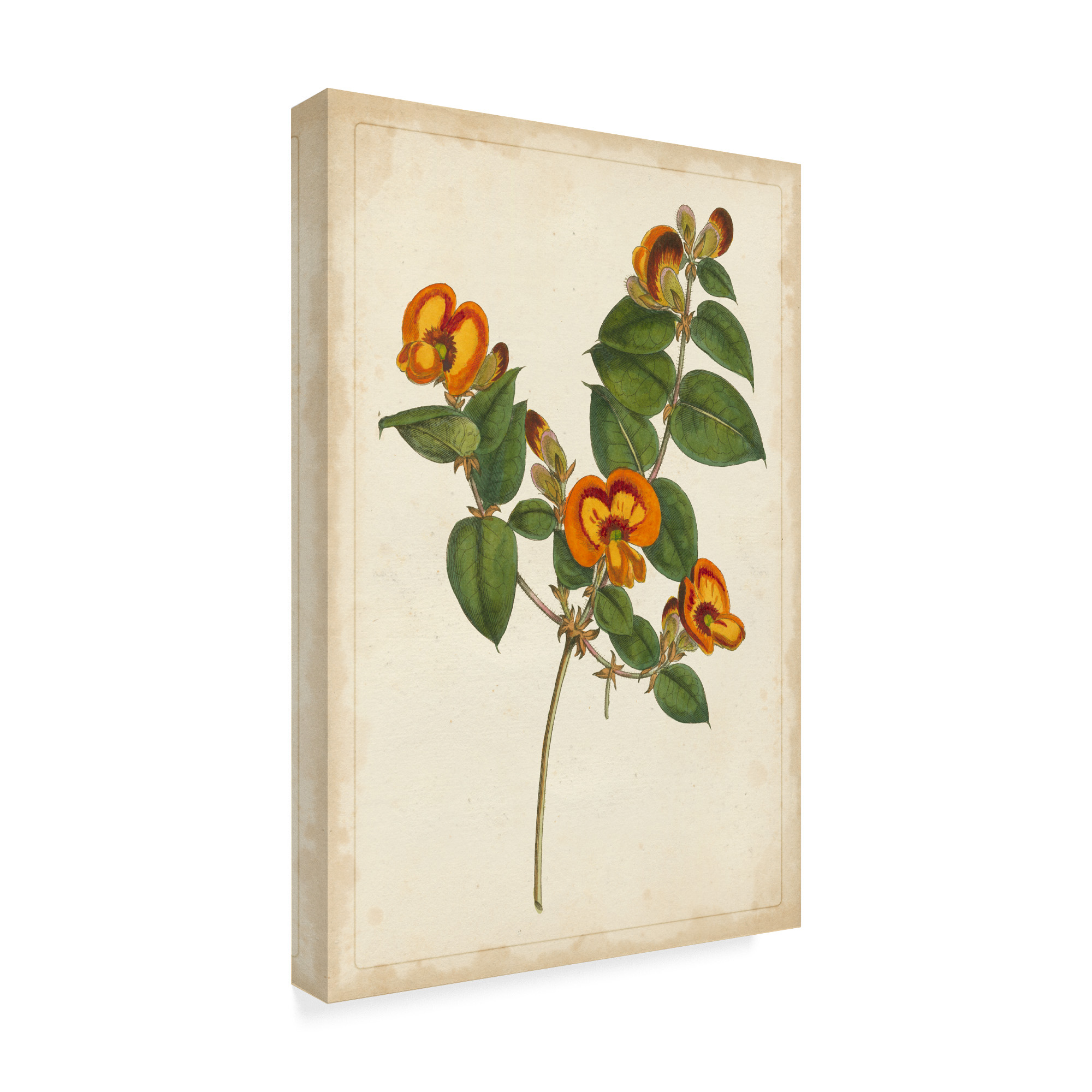 Trademark Fine Art 'Vibrant Botanicals II' Canvas Art by Unknown