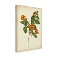 thumbnail image 2 of Trademark Fine Art 'Vibrant Botanicals II' Canvas Art by Unknown, 2 of 4