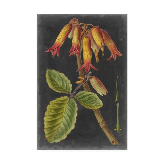 Trademark Fine Art 'Dramatic Tropical III' Canvas Art by Vision Studio
