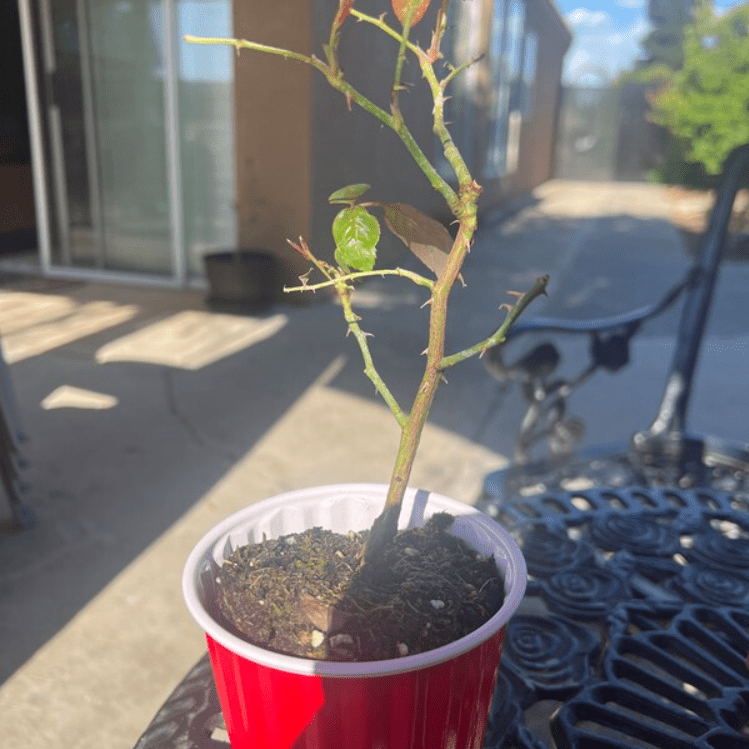 Cherry Parfait Rose Plant Live, Fragrant Hybrid Tea Rose Flowers Well Rooted Plant for Planting Indoor Outdoor, 4 to 8 Inch Tall, Ship No Pot