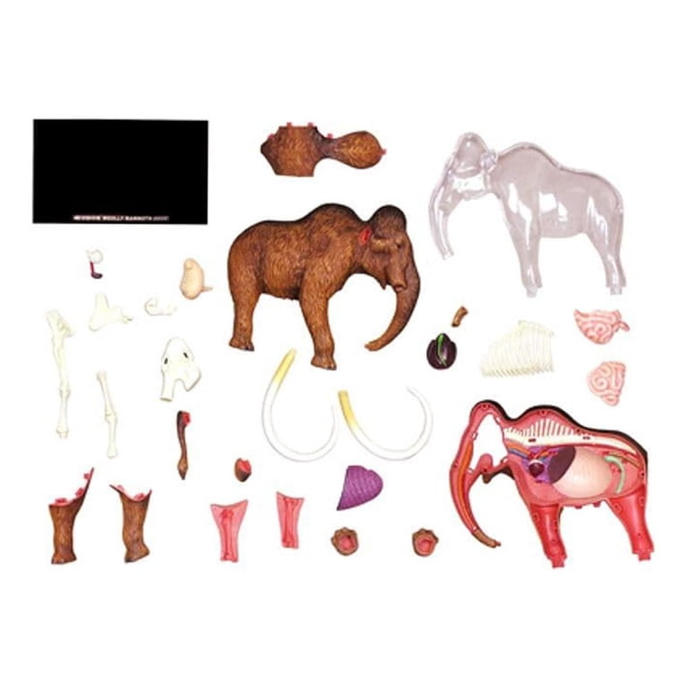 4D Wolly Mammoth Anatomy Model, by 4D Master - Walmart.com