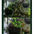 thumbnail image 5 of Maceta para decoración de acuario JAMW con 2 ventosas para plantas acuáticas 2 unidades, 5 of 5