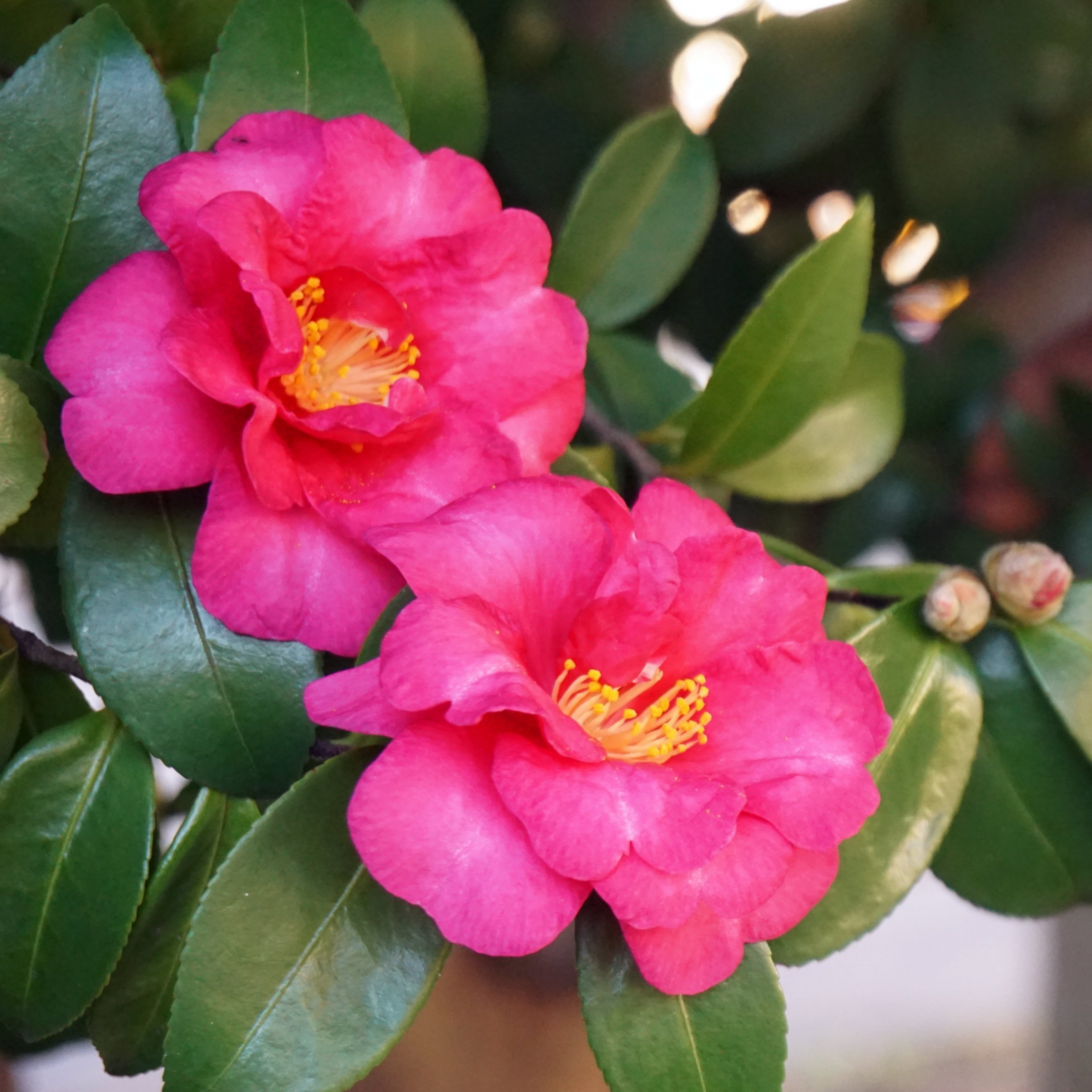 National Plant Network 3 gal. Camellia Sasanqua Rose of Autumn Shrub
