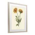 thumbnail image 2 of Stupell Industries Traditional Twin Marigold Blooms Birch Framed Print Under Glass, 17 x 21, by Connie Resch, 2 of 8