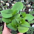thumbnail image 2 of Hosta, Blue Mouse Ears, Plantain Lily - Pot Size: 3in (2.6x3.5in) - Shade Plants, 2 of 3