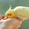 thumbnail image 3 of Kaytee Healthy Toppings Papaya Bits for All Pet Birds 2.5 oz, 3 of 4