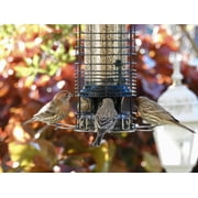 Brome Squirrel Solution150 Squirrel-Proof Bird Feeder, Green, 4 Perches, Free Seed Funnel, 2.6 lb Capacity