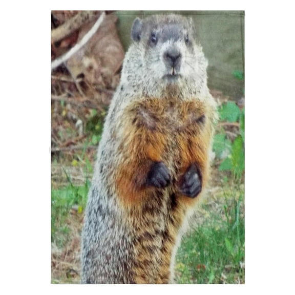 3dRose, Groundhog Upright, 22x30 Bath Hand Pool Towel