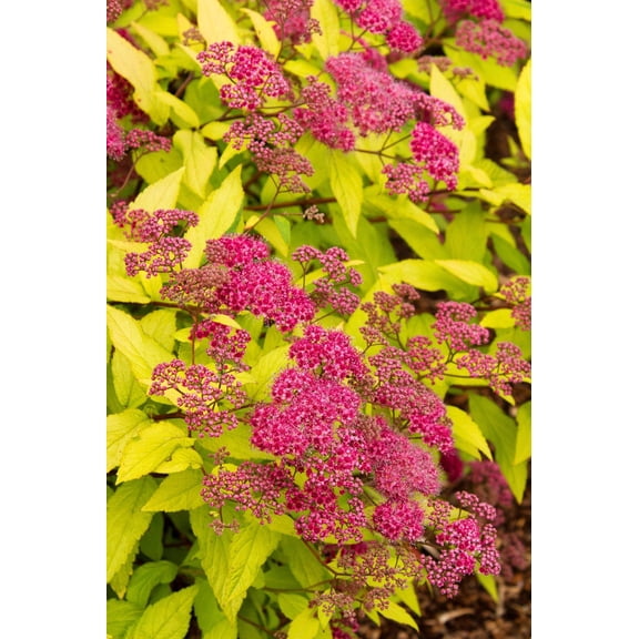 Goldflame Bumalda Spirea–Deciduous Shrub–Vibrant Foliage and Colorful Blooms 3 Gallon