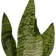 thumbnail image 5 of Live Combo Sansevieria, Snake Plant, Succulent Plant, Mom Birthday Gift, Valentine's Gift, Office Gift for Co-Worker, Indoor Fully Rooted Plant, Air Purifier in 4" Pots, 5 of 9