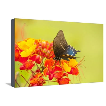 Hidalgo Flower - Texas, Hidalgo County. Pipevine Swallowtail Butterfly on Flower Stretched Canvas Print Wall Art By Jaynes Gallery