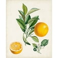 thumbnail image 2 of Poiteau, Pierre Antoine 12x14 White Modern Wood Framed Museum Art Print Titled - Bigarrade Couronnee, 2 of 4