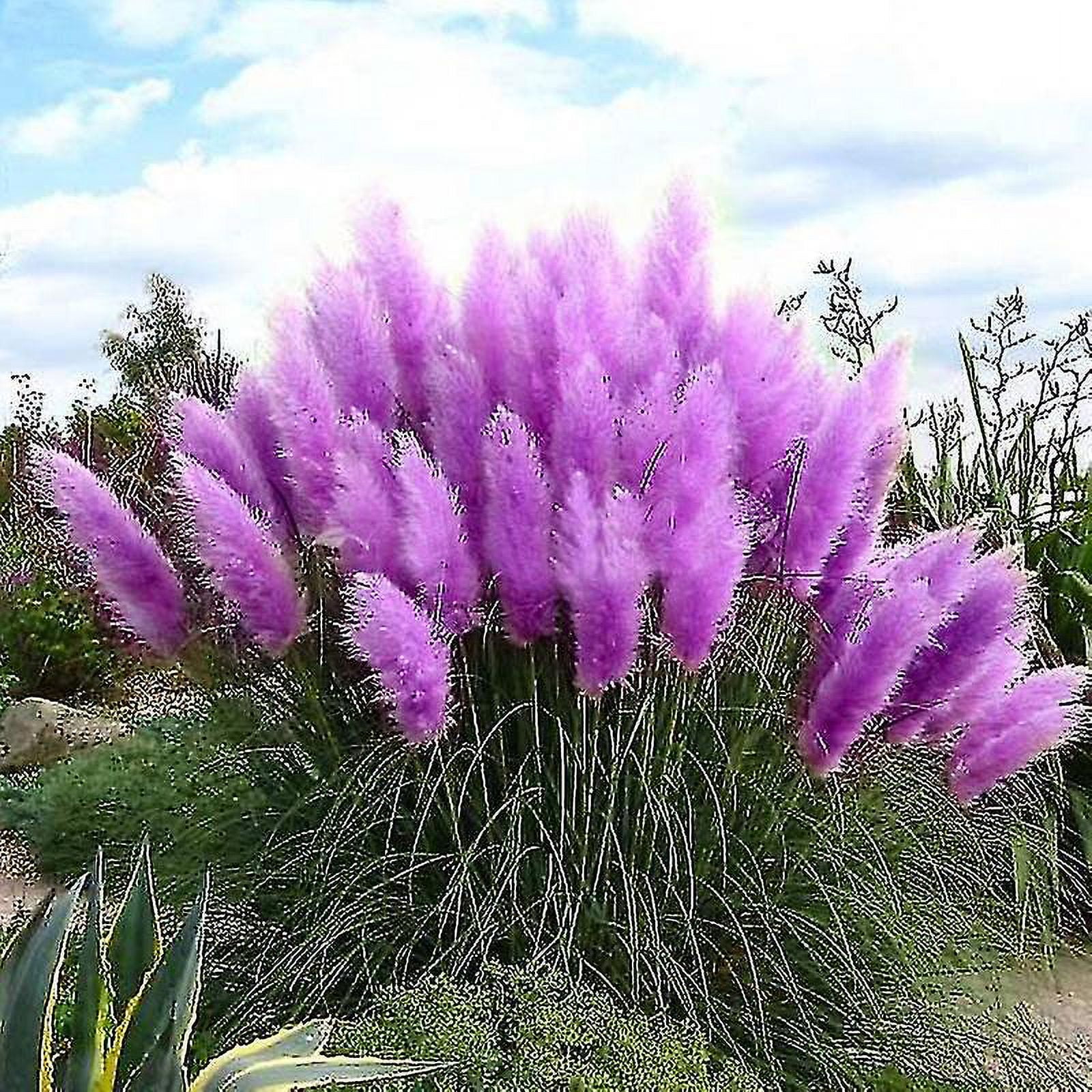 500pcs Ornamental Grass Pampas Seeds Purple Cortaderia Selloana Home Garden Decor free Shipping