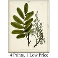 thumbnail image 5 of Green Botanical Art Prints - Set of Four Prints (8x10) Unframed - Great Kitchen Decor and Gift for Nature Lovers, 5 of 6