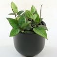 thumbnail image 6 of 4 in. Hoya Black Margin Plant in Grower Container (3-Pack), 6 of 9