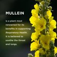 thumbnail image 6 of EFFECTIVE NUTRA Mullein Gummies 9in1 - Breathe Better with Mullein Gummies for Lungs and Sinus Support - Cleanse, Clarity, Relief (90ct), 6 of 10