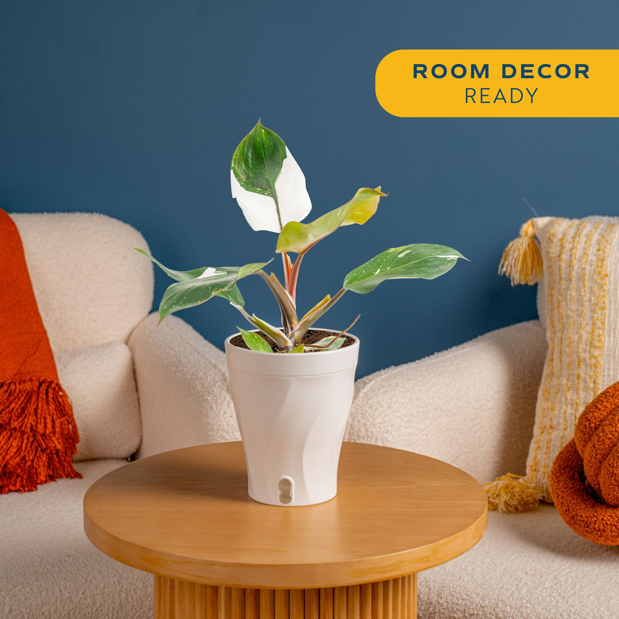Costa Farms 12" White Knight Philodendron Live House Plants in 5" Self-Watering Pot