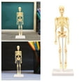 thumbnail image 4 of Skeleton Human Body Model f Physiology Study Models Skeleton Models, 4 of 6
