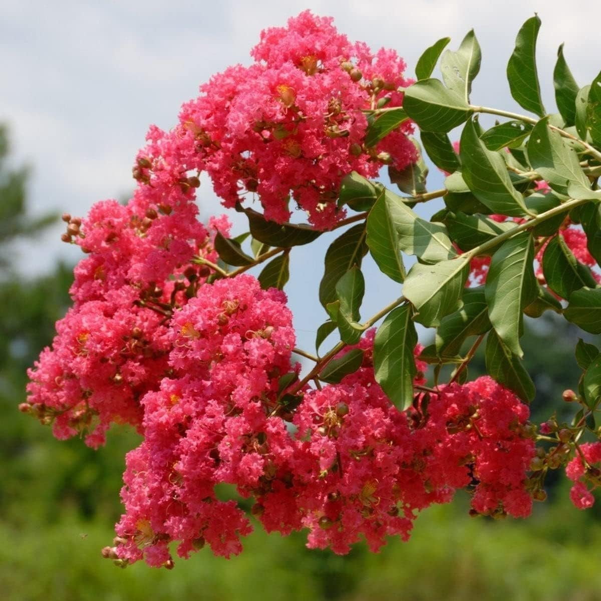 Crape Myrtle Tuscarora  30 Live Plants  Lagerstroemia Indica  Vibrant Red Flowers  Fast-Growing Ornamental Shrub  Drought-Tolerant  Garden Beauty
