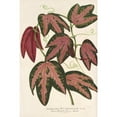thumbnail image 3 of Charles Antoine Lemaire 13x18 Black Modern Framed Museum Art Print Titled - Three-Fascinated Passiflora (1854-1896), 3 of 5