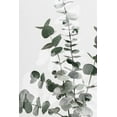 thumbnail image 2 of Artographie Studio 17x24 Gold Ornate Wood Framed with Double Matting Museum Art Print Titled - Eucalyptus Creative 06, 2 of 4