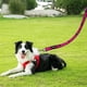 thumbnail image 3 of Correa colorida para mascota de niña para entrenamiento de caminata, linda correa para cachorro, 3 of 5