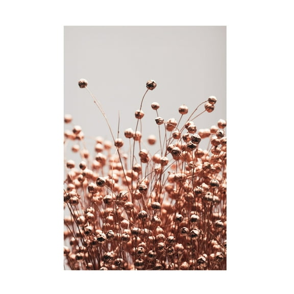 Trademark Fine Art Pictufy Studio Dried Grass Copper 05 Canvas Wall Art