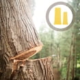 thumbnail image 1 of SEWACC 4pcs Felling Wedge Set Durable Logging Wedge Yellow for Professionals, 1 of 8