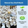 thumbnail image 2 of Natural Organic Sea Shell Mulch for Gardens and Landscaping – Decorative and Nutrient-Rich, 0.5–3-Inch Shells, Perfect for Indoor and Outdoor Use (0.3 CF - 8 L - 9 QTS), 2 of 8