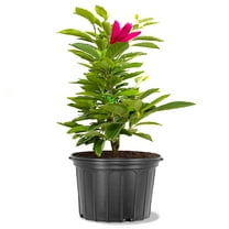 Expert Gardener 18-24 in. tall Jane Japanese Magnolia Live Tree in 3-Gallon Grower Pot