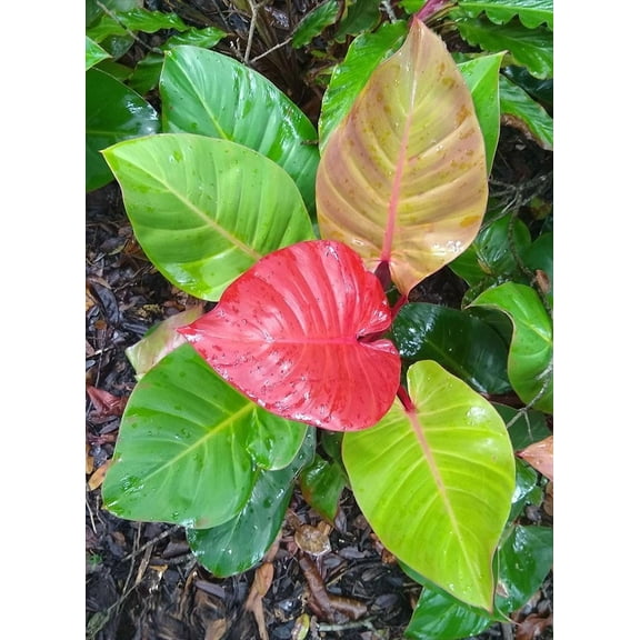 McColley's Finale Philodendron-Evergreen Foliage-Air Purifying Plant  10" Pot