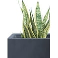 thumbnail image 5 of 16" Square Concrete Planters for Outdoor Outdoor Patio Garden, Lightweight Modern Planter Pots Charcoal, 5 of 8
