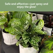 Chrysal Leafshine Aerosol Spray 25 Ounces Bundled (12 Pack)