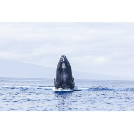 Humpback Whale, whale watching off Maui, Hawaii, USA Print Wall Art By Stuart