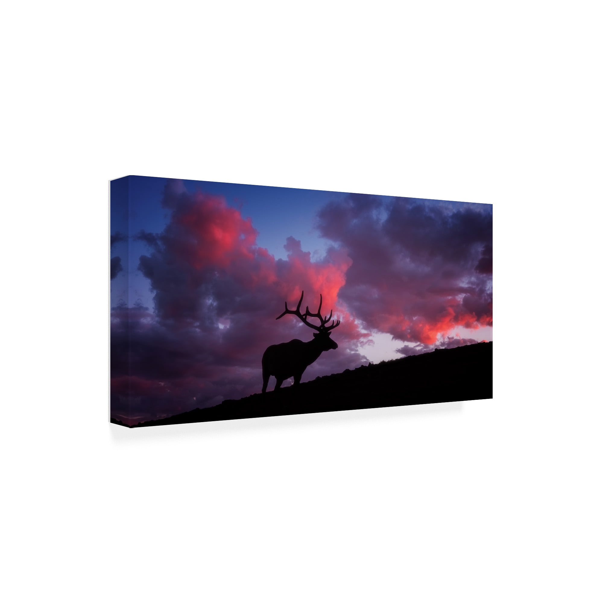 Trademark Fine Art 'Sunset in the Rockies Elk' Canvas Art by Darren White Photography