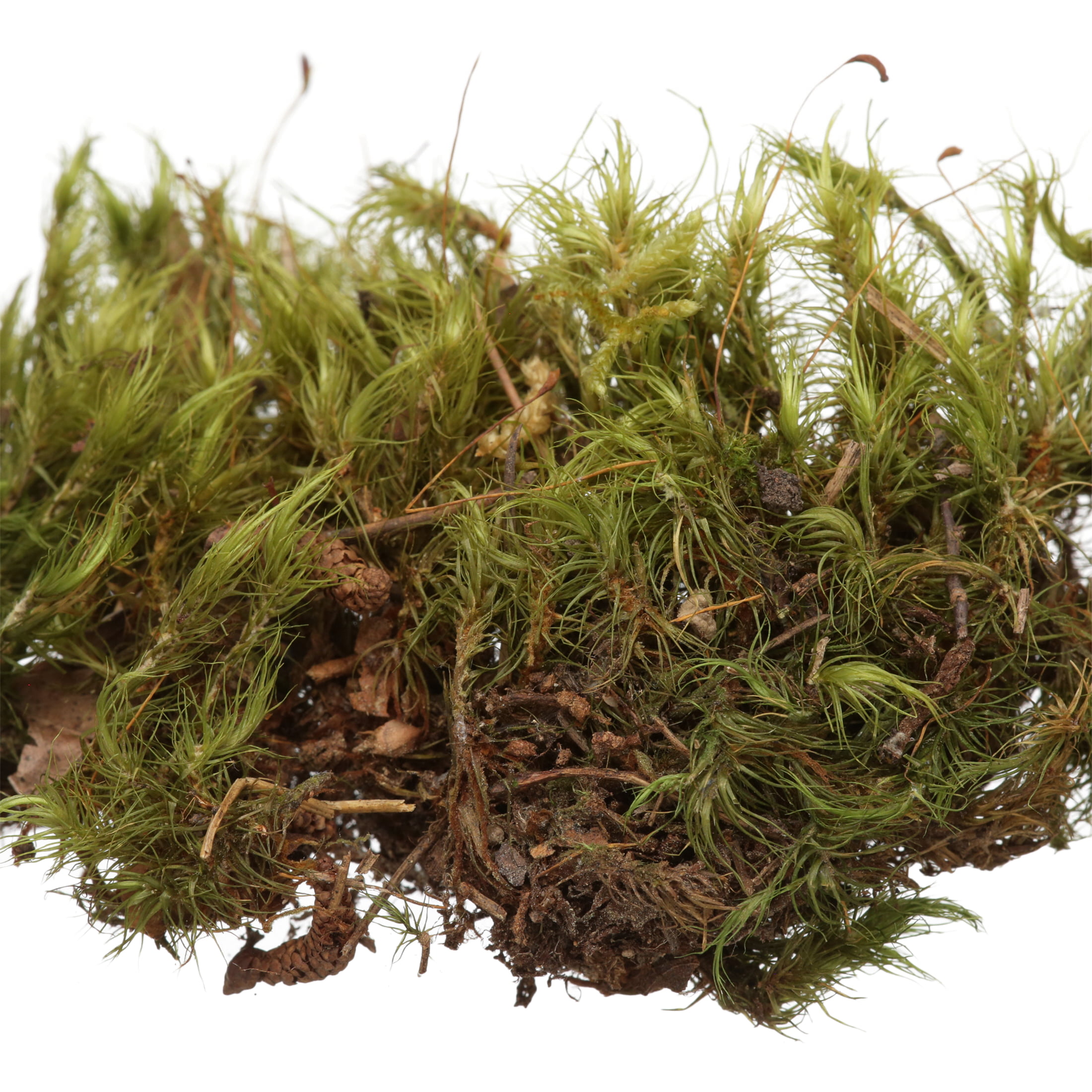 Live Assortment of Moss For Terrarium Sustainably Harvested