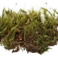 thumbnail image 4 of Fluker's Live Moss Terrarium Substrate for Hermit Crabs, 0.7 oz, 4 of 5