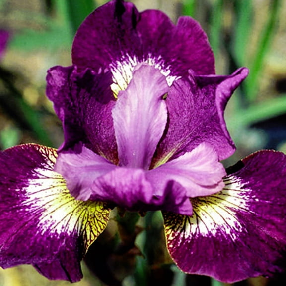 Jewelled Crown Siberian Iris Flower Bulbs - 5 Roots per Pack - Deer Resistant - Good as Cut Flowers - Naturalizing - Perennializing - Easy to Grow Live Plants - Outdoor Garden