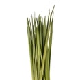 thumbnail image 3 of Vickerman 72" Foliage Green Sable Grass, XL 16 oz Bundle, Dried, 3 of 3